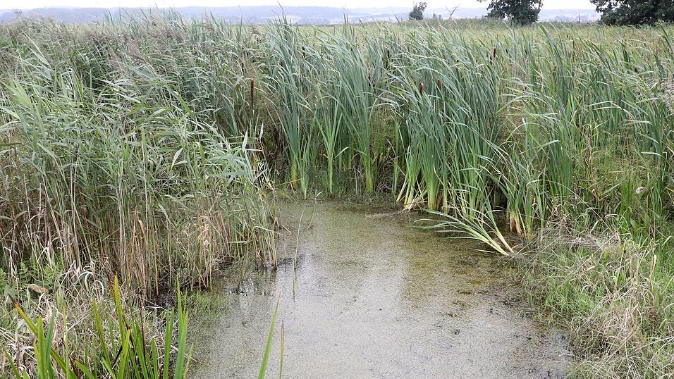 Bayerns Moore sollen wieder nässer werden. Auch sogenannte Paludikulturen, das heißt Pflanzen wie Schilf, lassen sich wirtschaftlich nutzen. Bayerns Moore sollen wieder nässer werden. Auch sogenannte Paludikulturen, das heißt Pflanzen wie Schilf, lassen sich wirtschaftlich nutzen.