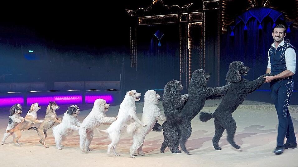 Die Hunde gehörten zu den Lieblingen des Publikums. Die Hunde gehörten zu den Lieblingen des Publikums.