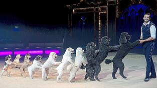 Die Hunde gehörten zu den Lieblingen des Publikums. Die Hunde gehörten zu den Lieblingen des Publikums.