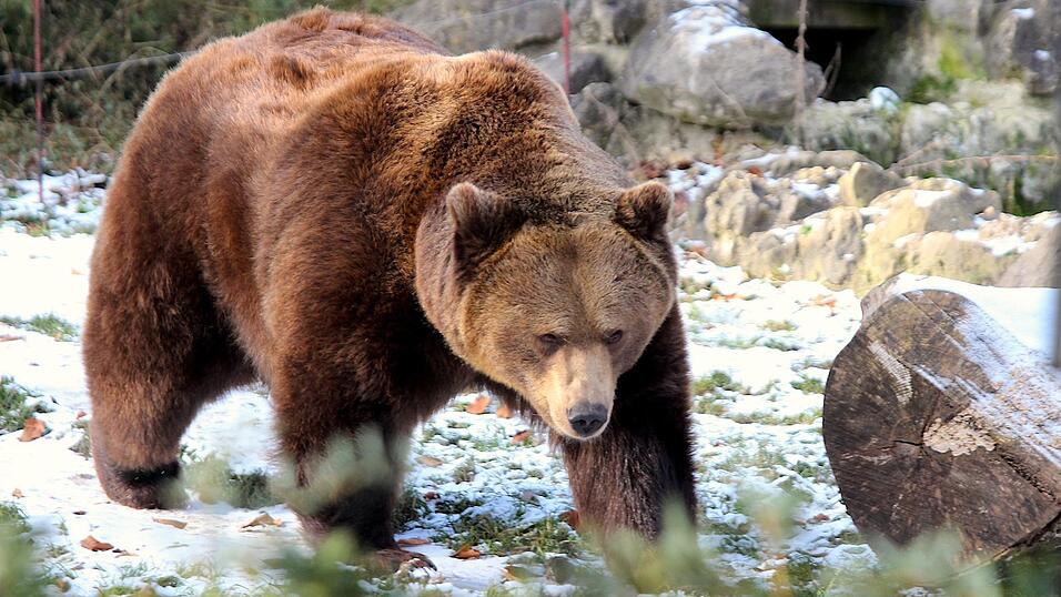 Der Braunb&auml;r wird maximal 350 Kilogramm schwer, ist ein guter Schwimmer und Kletterer.