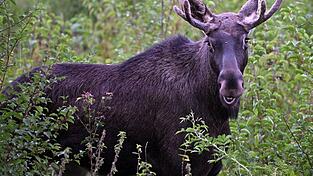 Elch Emil steht zwischen B&uuml;schen. Diese Aufnahme wurde im vergangenen September in &Ouml;sterreich gemacht. (Archivbild)