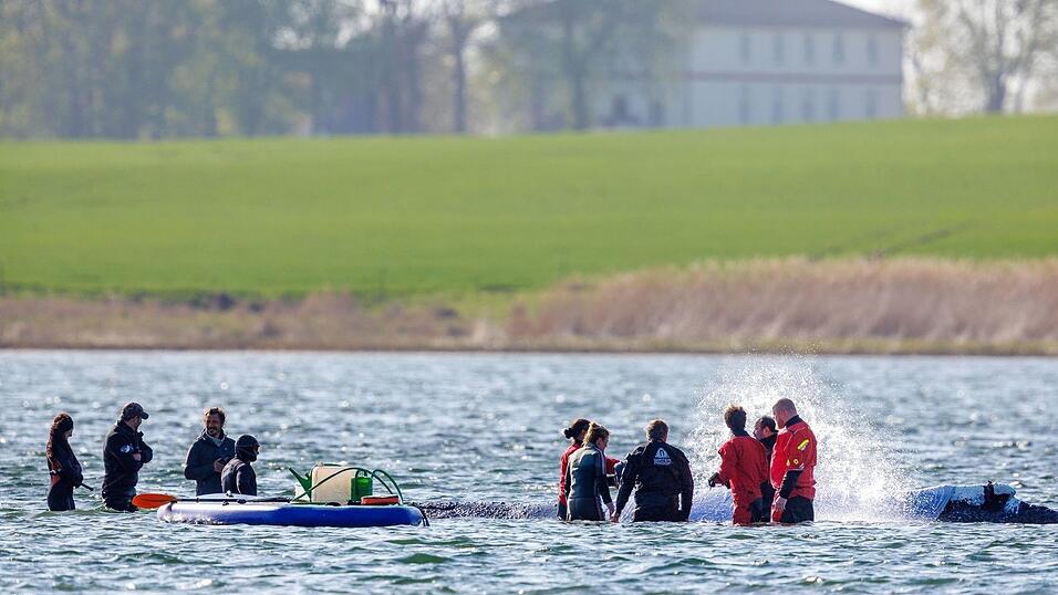 T&auml;glich &uuml;ber Stunden ist direkt am Buckelwal vor der Insel Poel Get&ouml;se und Gewusel.