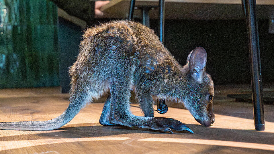Das K&auml;nguru-Baby begleitet&nbsp;Nicole Hoffmeister rund um die Uhr.