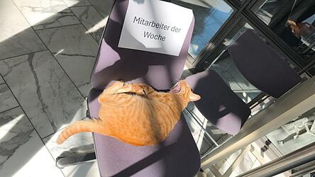 Er hat Schlafen zum Beruf gemacht: Kater Spezi. Der verlässliche Mitarbeiter macht es sich hier auf einem Stuhl gemütlich.