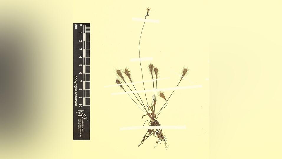 Bei dem Bayerischen Sonnentau handelt es nicht um eine eigenständige Pflanzenart, sondern um eine natürlich entstandene Kreuzung. Bei dem Bayerischen Sonnentau handelt es nicht um eine eigenständige Pflanzenart, sondern um eine natürlich entstandene Kreuzung.