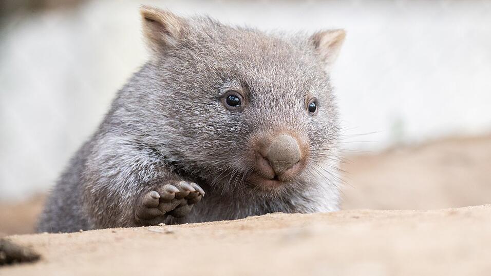 Tierschützer fürchten, dass das Wombat-Baby bei der Aktion verletzt wurde. (Symbolbild)