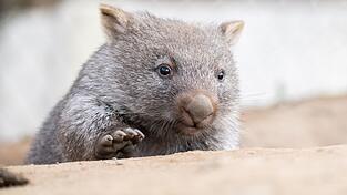 Tierschützer fürchten, dass das Wombat-Baby bei der Aktion verletzt wurde. (Symbolbild)