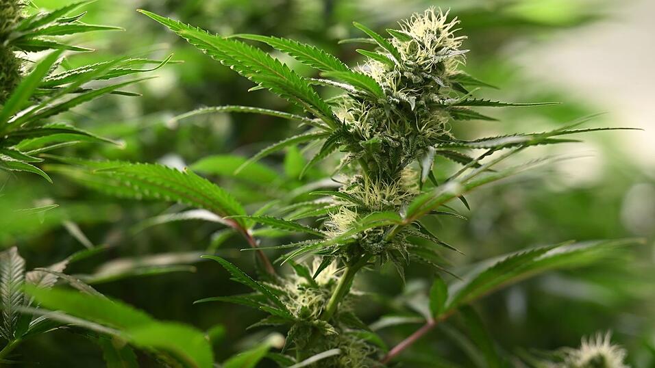 Die Ermittler hoben drei Plantagen zum professionellen Anbau von Cannabispflanzen aus. (Symbolbild) Die Ermittler hoben drei Plantagen zum professionellen Anbau von Cannabispflanzen aus. (Symbolbild)