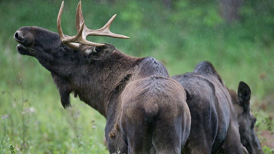 In der N&auml;he von Deggendorf soll ein Elch umherstreifen. (Symbolbild)