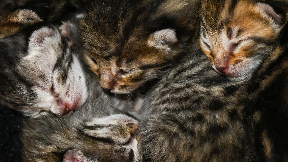 Spaziergänger haben den Karton mit den Katzenkindern gefunden. (Symbolbild) Spaziergänger haben den Karton mit den Katzenkindern gefunden. (Symbolbild)