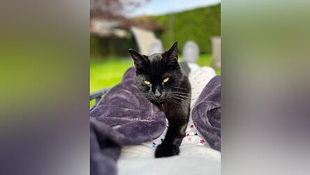 Kater Gary ist immer gerne da, wo sein Frauchen ist. Auf dieser Aufnahme aus dem Herbst ist das zwar nicht das Bett, aber immerhin der Liegestuhl.