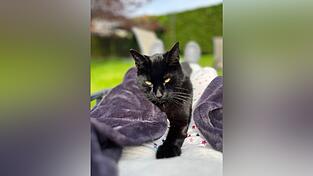 Kater Gary ist immer gerne da, wo sein Frauchen ist. Auf dieser Aufnahme aus dem Herbst ist das zwar nicht das Bett, aber immerhin der Liegestuhl.