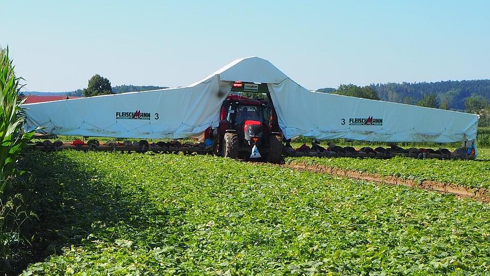 Früher wurde mit Eimern gepflückt - der Flieger ist eine große Erleichterung. Früher wurde mit Eimern gepflückt - der Flieger ist eine große Erleichterung.