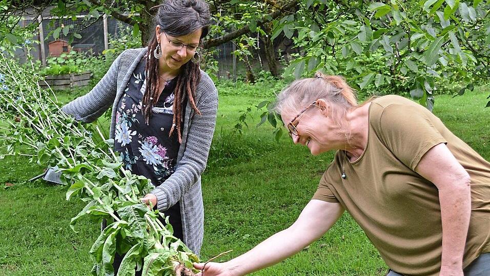 Heike Hornig (rechts) begutachtet eine Wegwarte, die die Teilnehmerin mitgebracht hat. Aus der Wurzel wird später Kaffeeersatz hergestellt. Heike Hornig (rechts) begutachtet eine Wegwarte, die die Teilnehmerin mitgebracht hat. Aus der Wurzel wird später Kaffeeersatz hergestellt.