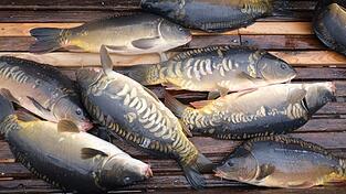 Karpfen gelten in Bayern als beliebter Speisefisch. (Symbolfoto)