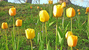 So stellt man sie sich vor, die Boten des Frühlings: in netten Grüppchen auf der Wiese. So stellt man sie sich vor, die Boten des Frühlings: in netten Grüppchen auf der Wiese.