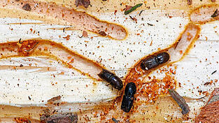 Borkenkäfer kriechen auf einem Stamm einer Kiefer durch die Fraßgänge unter der Rindenschicht. Borkenkäfer kriechen auf einem Stamm einer Kiefer durch die Fraßgänge unter der Rindenschicht.