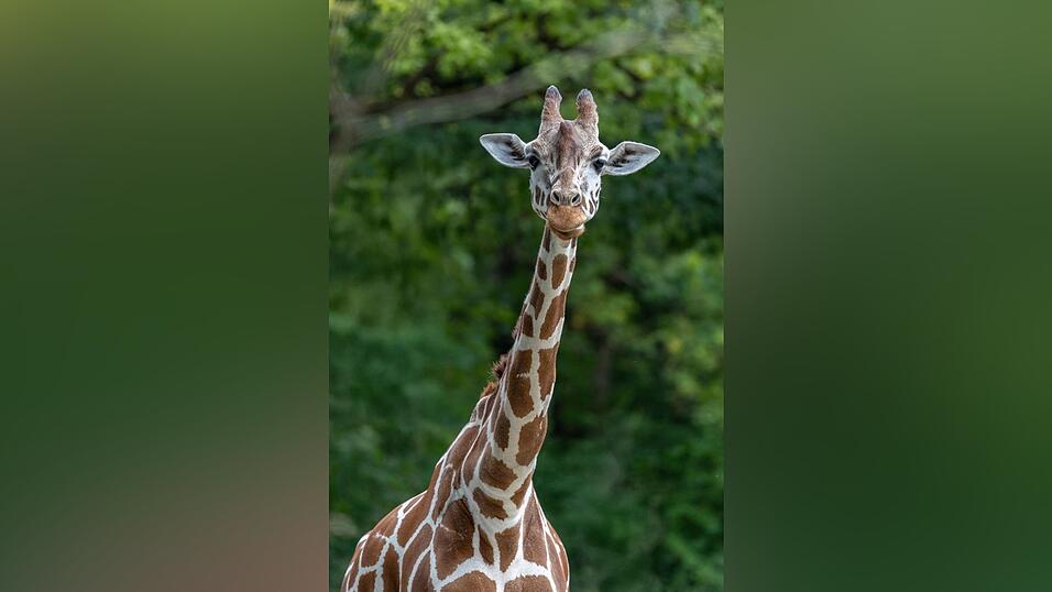 Das Giraffenweibchen im Zoo. Das Giraffenweibchen im Zoo.