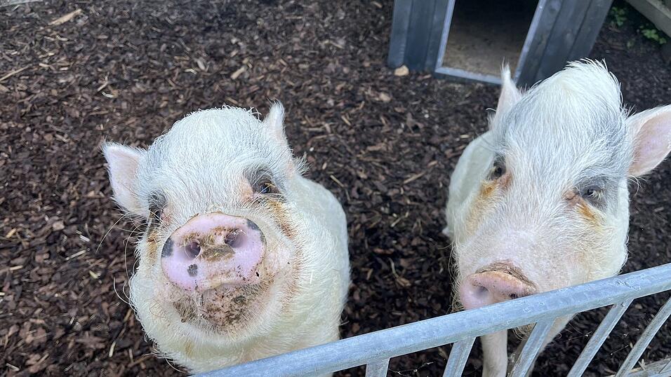 Gestatten: Lotte und Motte. Die beiden Schweine schauen gleich, was draußen auf der Trainingswiese vor sich geht. Gestatten: Lotte und Motte. Die beiden Schweine schauen gleich, was draußen auf der Trainingswiese vor sich geht.