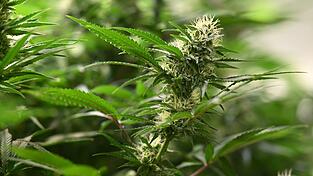 Vereine k&ouml;nnen seit dem 1. Juli 2024 Antr&auml;ge f&uuml;r Cannabis-Anbauvereinigungen stellen. (Symbolbild)