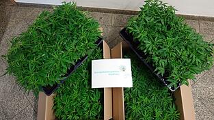 Die beschlagnahmten Cannabispflanzen. Die beschlagnahmten Cannabispflanzen.