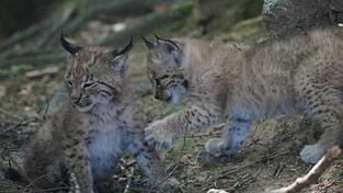 Ein flauschiges Fell, übergroße Augen und verspielte Possen - die Luchsbabys sind einfach entzückend. Ein flauschiges Fell, übergroße Augen und verspielte Possen - die Luchsbabys sind einfach entzückend.