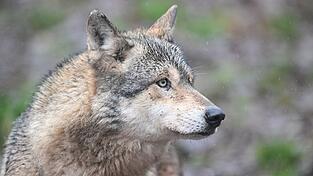 W&ouml;lfe haben sich in den vergangenen Jahren wieder in Deutschland ausgebreitet. (Symbolbild)