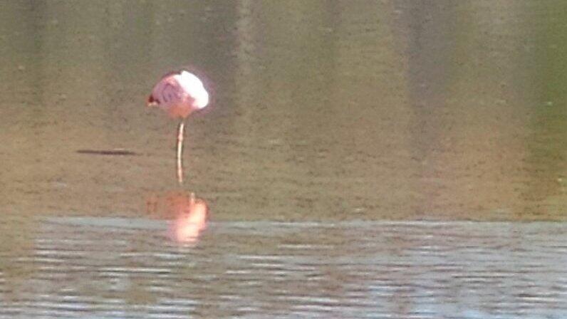 Der Flamingo-'Fl&uuml;chtling' war bei Ahrain unterwegs.