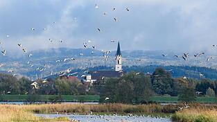 Gänse sind zu Hunderten in der Gmünder Au unterwegs.