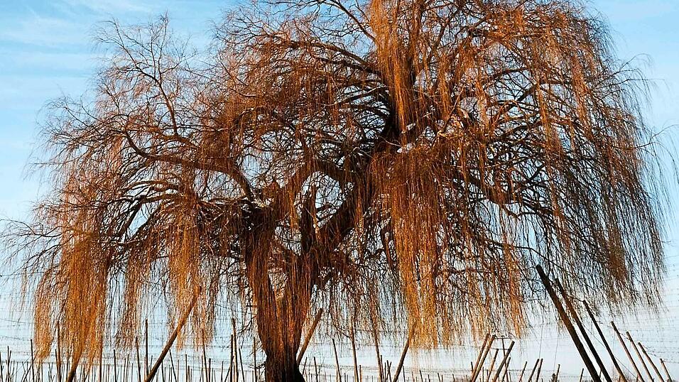 Die etwa 100 Jahre alte Weide bei Haslach er&ouml;ffnet die Motivreihe im Baum- und Geschichtenkalender: Die Weide ist das Januar-Motiv.