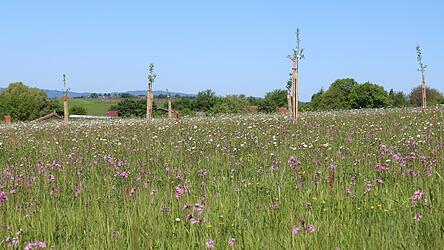 Erst vor Kurzem neu angelegt worden ist diese Streuobstwiese in der Nähe von Bogen. Weil die Finanzierung der Streuobstberatung vonseiten des Freistaats Bayern gestrichen wurde und der Landschaftspflegeverband Straubing-Bogen ohne Beratung die Qualität des Projekts nicht aufrecht erhalten kann, warnt er vor dem drohenden Aus des „Netzwerks Streuobst Bayerischer Vorwald“. Erst vor Kurzem neu angelegt worden ist diese Streuobstwiese in der Nähe von Bogen. Weil die Finanzierung der Streuobstberatung vonseiten des Freistaats Bayern gestrichen wurde und der Landschaftspflegeverband Straubing-Bogen ohne Beratung die Qualität des Projekts nicht aufrecht erhalten kann, warnt er vor dem drohenden Aus des „Netzwerks Streuobst Bayerischer Vorwald“.