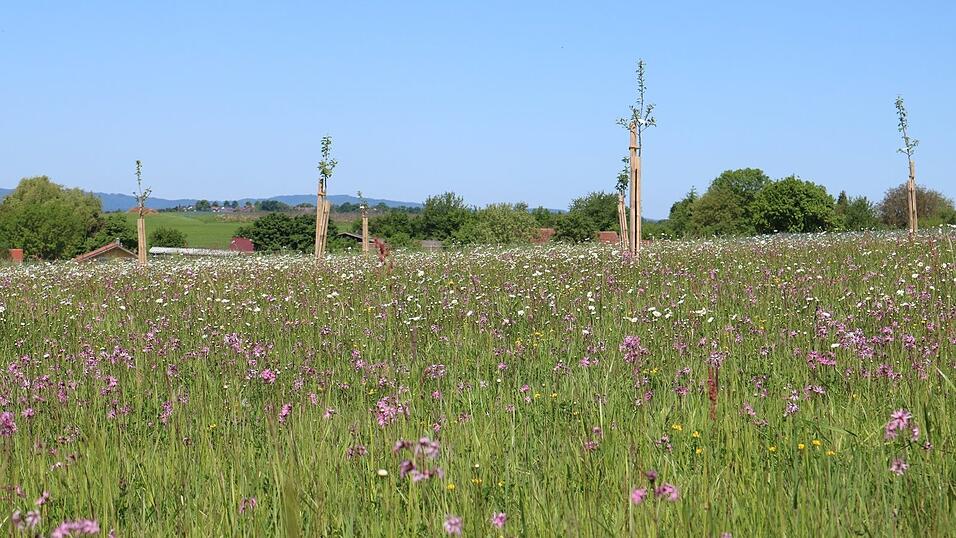 Erst vor Kurzem neu angelegt worden ist diese Streuobstwiese in der Nähe von Bogen. Weil die Finanzierung der Streuobstberatung vonseiten des Freistaats Bayern gestrichen wurde und der Landschaftspflegeverband Straubing-Bogen ohne Beratung die Qualität des Projekts nicht aufrecht erhalten kann, warnt er vor dem drohenden Aus des „Netzwerks Streuobst Bayerischer Vorwald“. Erst vor Kurzem neu angelegt worden ist diese Streuobstwiese in der Nähe von Bogen. Weil die Finanzierung der Streuobstberatung vonseiten des Freistaats Bayern gestrichen wurde und der Landschaftspflegeverband Straubing-Bogen ohne Beratung die Qualität des Projekts nicht aufrecht erhalten kann, warnt er vor dem drohenden Aus des „Netzwerks Streuobst Bayerischer Vorwald“.