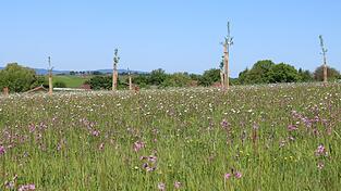 Erst vor Kurzem neu angelegt worden ist diese Streuobstwiese in der Nähe von Bogen. Weil die Finanzierung der Streuobstberatung vonseiten des Freistaats Bayern gestrichen wurde und der Landschaftspflegeverband Straubing-Bogen ohne Beratung die Qualität des Projekts nicht aufrecht erhalten kann, warnt er vor dem drohenden Aus des „Netzwerks Streuobst Bayerischer Vorwald“. Erst vor Kurzem neu angelegt worden ist diese Streuobstwiese in der Nähe von Bogen. Weil die Finanzierung der Streuobstberatung vonseiten des Freistaats Bayern gestrichen wurde und der Landschaftspflegeverband Straubing-Bogen ohne Beratung die Qualität des Projekts nicht aufrecht erhalten kann, warnt er vor dem drohenden Aus des „Netzwerks Streuobst Bayerischer Vorwald“.
