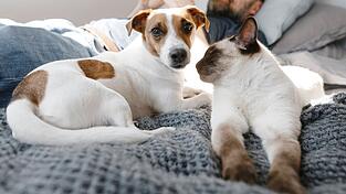 Hunde und Katzen können schon einmal ein Fall fürs Gericht werden. Nicht immer ist die rechtliche Lage allerdings so eindeutig, wie sie auf dem ersten Blick scheint (Symbolbild).