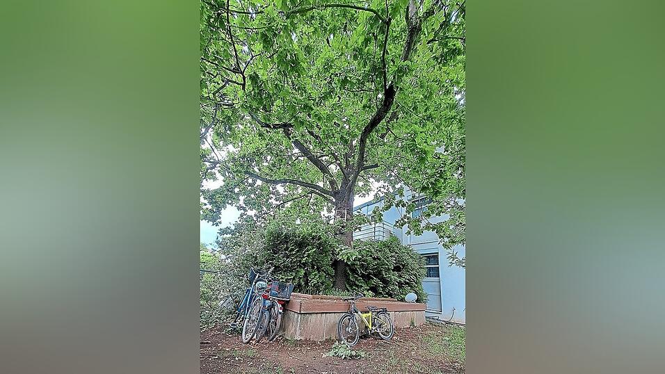 Laut Amtsgericht ist die Eiche mindestens 60 Jahre alt und hat eine kühlende Wirkung auf die Umgebung. Das Gericht entschied, dass der Baum nicht gefällt werden soll. Aber der Streit ist damit nicht beigelegt. (Archivfoto) Laut Amtsgericht ist die Eiche mindestens 60 Jahre alt und hat eine kühlende Wirkung auf die Umgebung. Das Gericht entschied, dass der Baum nicht gefällt werden soll. Aber der Streit ist damit nicht beigelegt. (Archivfoto)