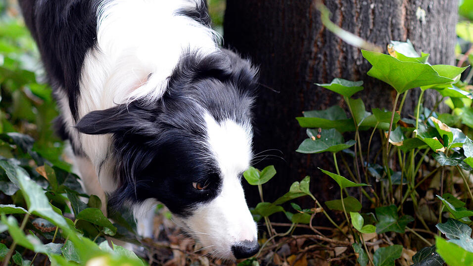 Der Hund des 49-Jährigen musste wenige Tage zuvor eingeschläfert werden. (Symbolbild) Der Hund des 49-Jährigen musste wenige Tage zuvor eingeschläfert werden. (Symbolbild)