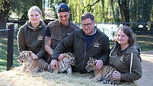 Erster Gesundheits-Check: die drei kleinen Amur-Tiger werden unter anderem gechippt. Erster Gesundheits-Check: die drei kleinen Amur-Tiger werden unter anderem gechippt.