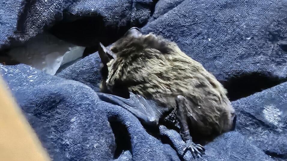 Die gerettete Fledermaus wurde gefüttert.