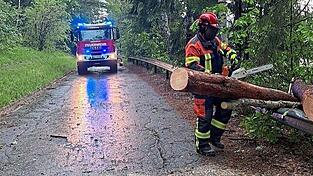 Die FFW-Dienstleistenden beseitigten die St&auml;mme am Wendlweg.