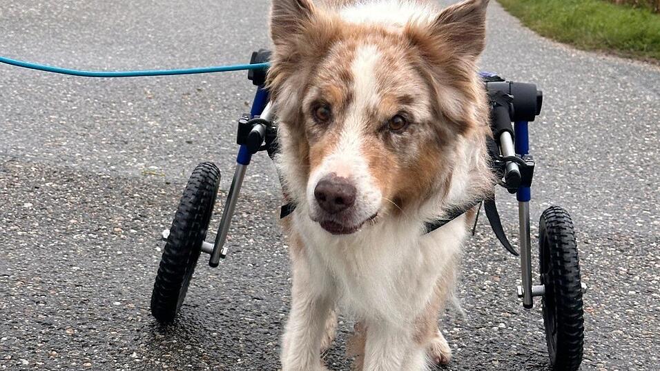 Knuff mit seinem Rollwagen, der ihm seit Kurzem wieder längere Gassi-Runden ermöglicht.