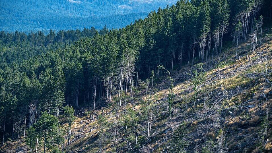 Die kleinen Borkenk&auml;fer k&ouml;nnen ganze W&auml;lder sch&auml;digen. (Archivbild)