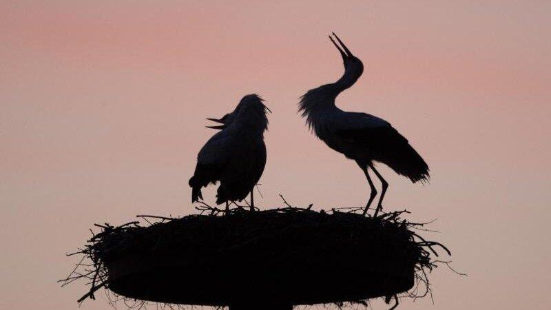 Normalerweise sind St&ouml;rche ja eher in luftiger H&ouml;he anzutreffen. Ein Exemplar verirrte sich in Regenstauf jedoch in eine Bushaltestelle. (Symbolbild)