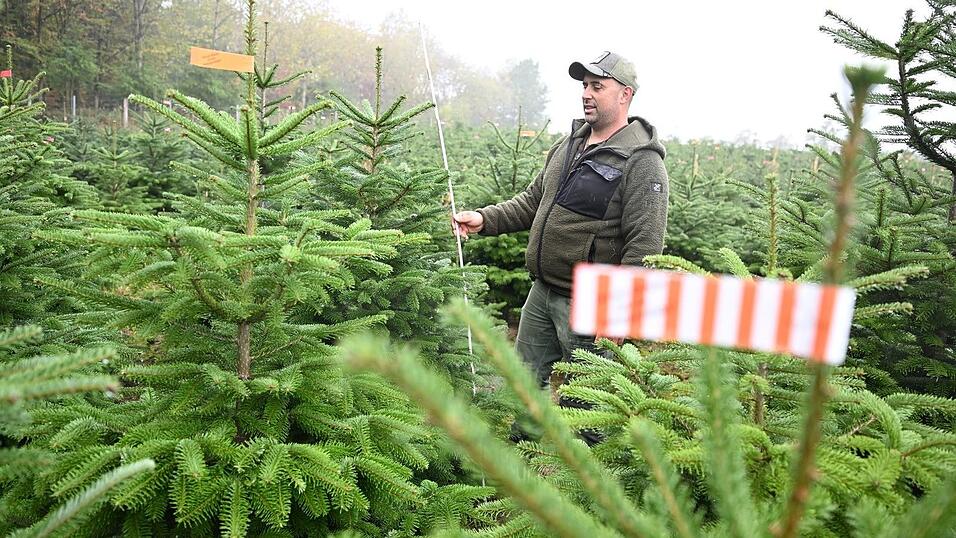 Der Vorsitzende des Christbaumverbandes Baden-Württemberg, Sebastian Fertig, steht in einer Anpflanzung von Weihnachtsbäumen in Mudau im Norden Baden-Württembergs. Der Vorsitzende des Christbaumverbandes Baden-Württemberg, Sebastian Fertig, steht in einer Anpflanzung von Weihnachtsbäumen in Mudau im Norden Baden-Württembergs.