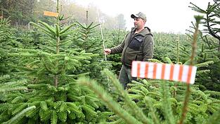 Der Vorsitzende des Christbaumverbandes Baden-W&uuml;rttemberg, Sebastian Fertig, steht in einer Anpflanzung von Weihnachtsb&auml;umen in Mudau im Norden Baden-W&uuml;rttembergs.