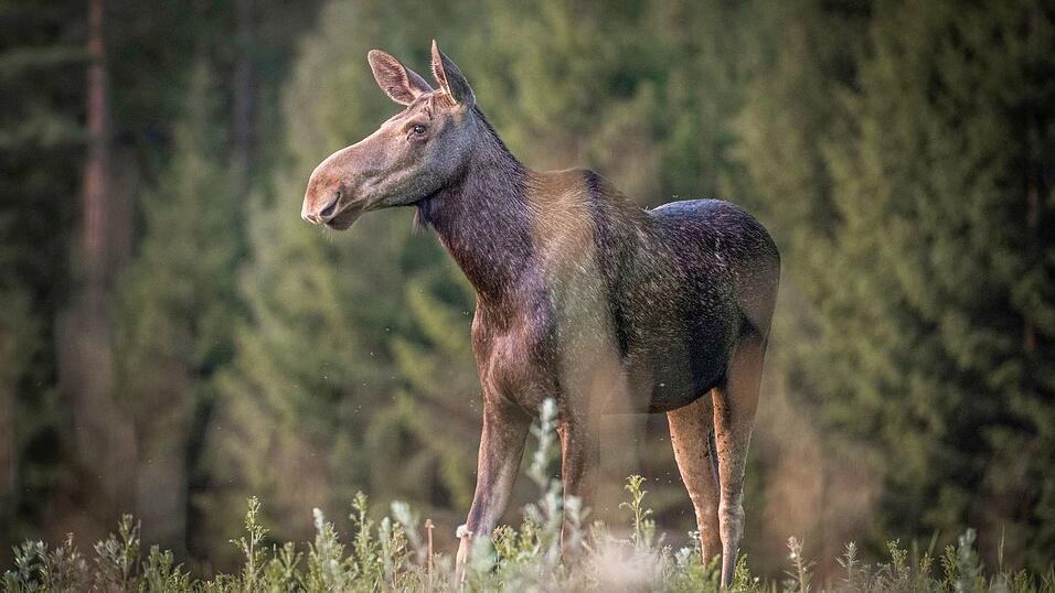 &laquo;Die gro&szlig;e Elchwanderung&raquo; wird millionenfach gestreamt.