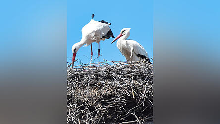 Verwaist: die Storcheneltern in Laberweinting