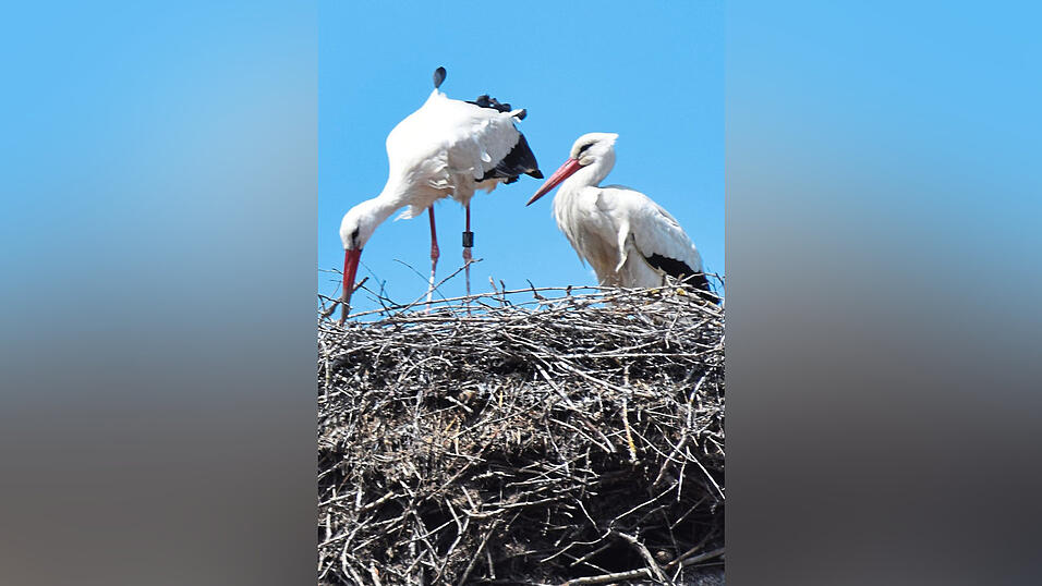 Verwaist: die Storcheneltern in Laberweinting