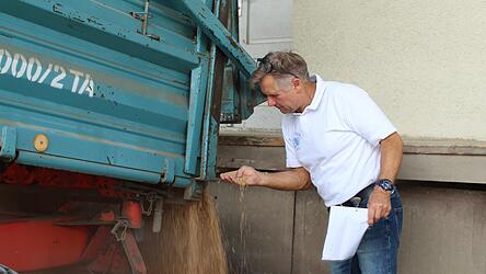 Rudolf Sagberger führt einen ersten Sensoriktest des angelieferten Weizens durch. Der Weizen wird dann über dem Annahmegitter ausgekippt. Rudolf Sagberger führt einen ersten Sensoriktest des angelieferten Weizens durch. Der Weizen wird dann über dem Annahmegitter ausgekippt.