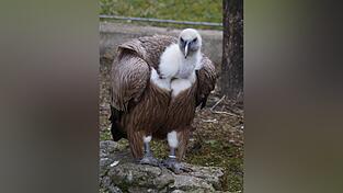 &bdquo;Wally&ldquo; aus der Eifel f&uuml;hlt sich offensichtlich in Bayern wohl. Die Geschlechtsreife der beiden wird erst in einigen Jahren eintreten.