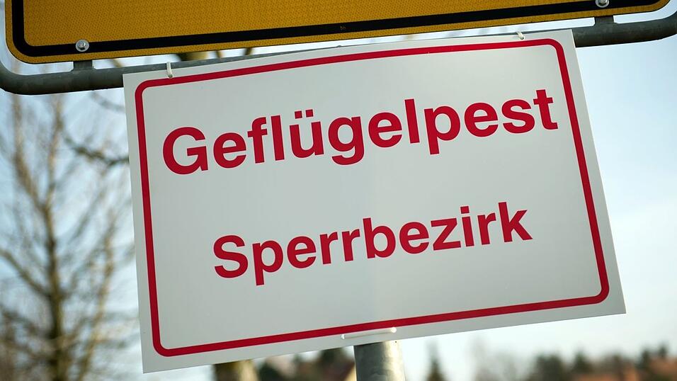 In einem Gänsemastbetrieb im Landkreis Dingolfing-Landau ist die Geflügelpest nachgewiesen worden (Archivbild).